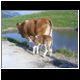 asiago003.jpg